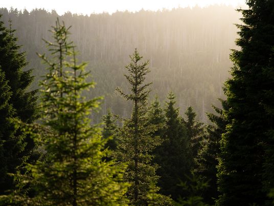 Podcast-Episode mit Veronika Töpfer über die HEX Erlebniswelt im Podcast "Der Harz hinter den Kulissen"